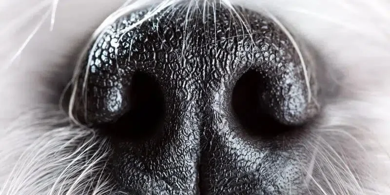 Chien détectant des punaises de lit