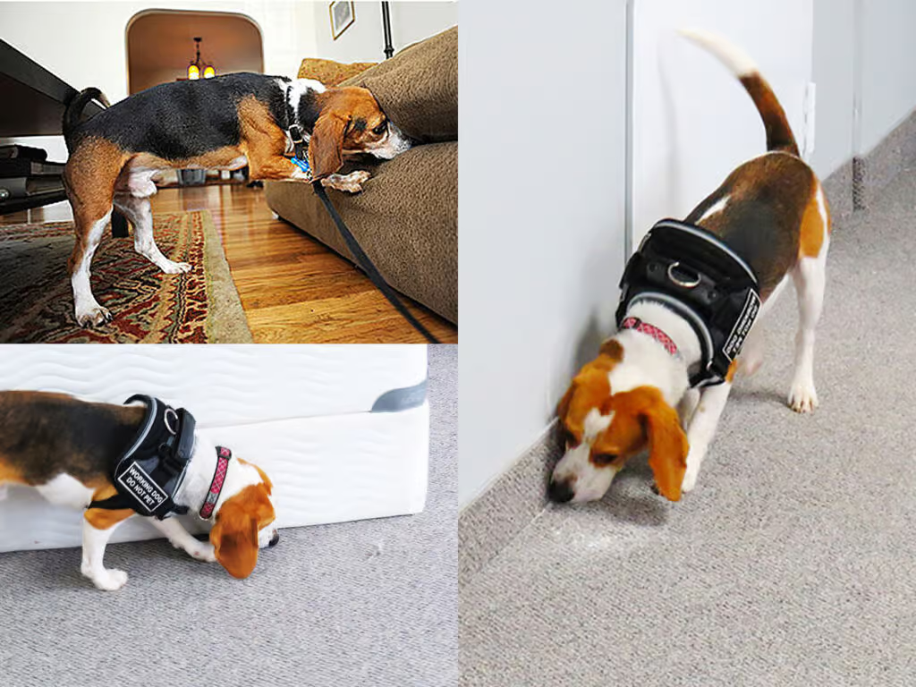 Détection canine des punaises de lit par des experts certifiés