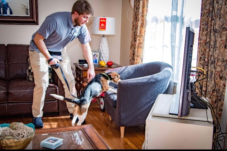 Traitement punaises de lit Montrouge