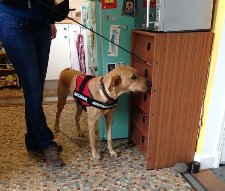 Chien signalant la présence de punaises