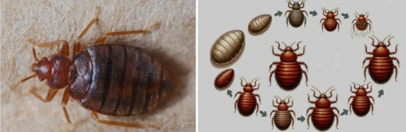 Punaises de lit adultes et œufs - nécessité d'un traitement professionnel