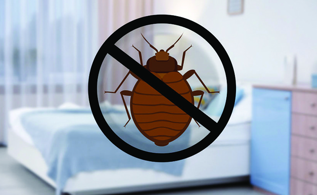 Comparatif produits grand public vs traitement professionnel punaises de lit