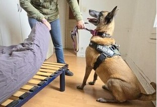 Chien détecteur de punaises de lit spécialement entraîné
