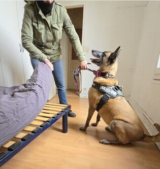 Chien détecteur de punaises de lit