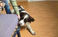 Chien détecteur de punaises de lit en action à Courbevoie