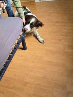 Chien détecteur de punaises de lit