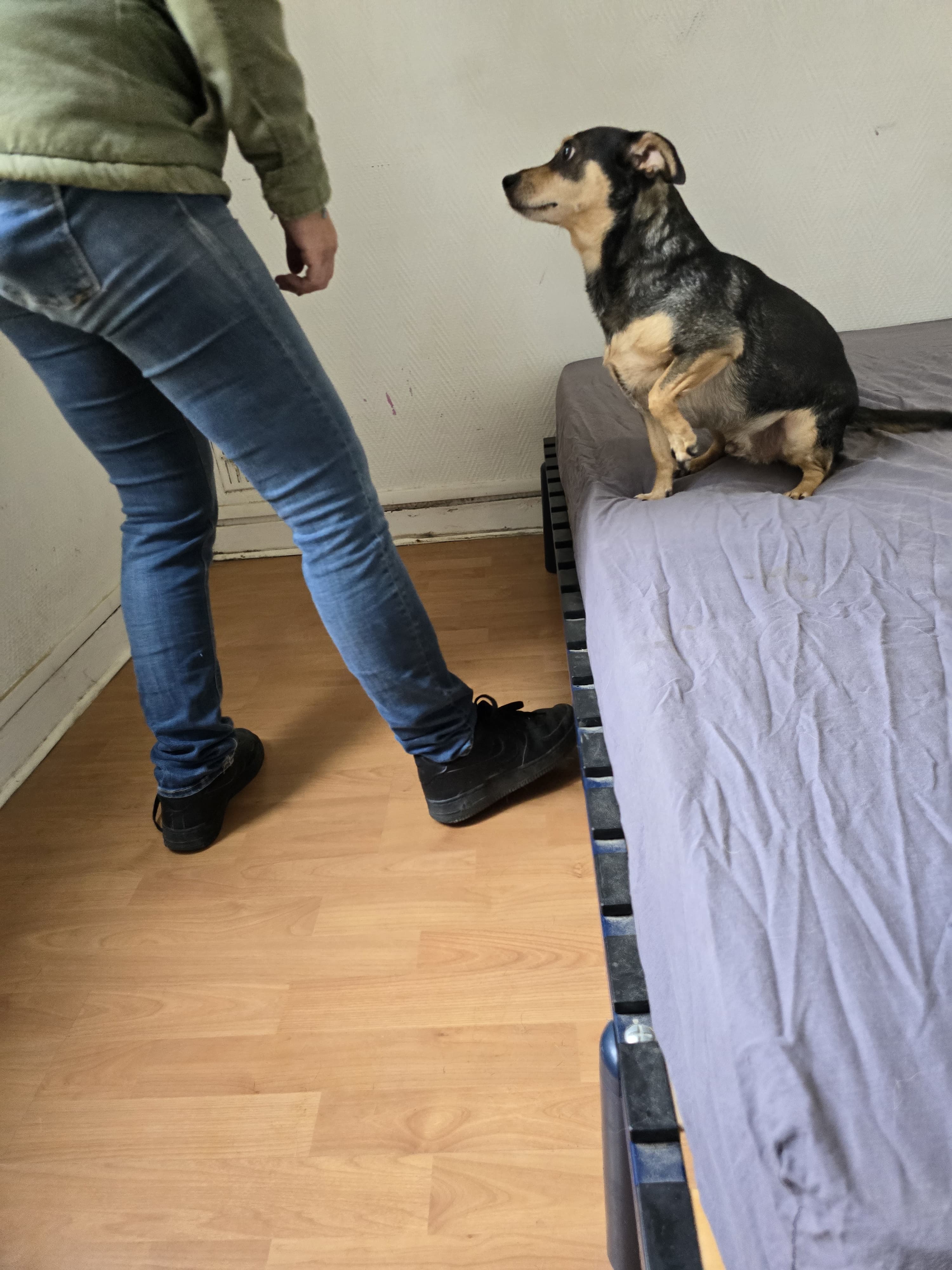Spécialiste détection canine