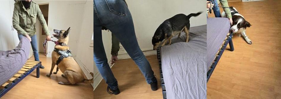 Détection canine de punaises de lit par des professionnels certifiés